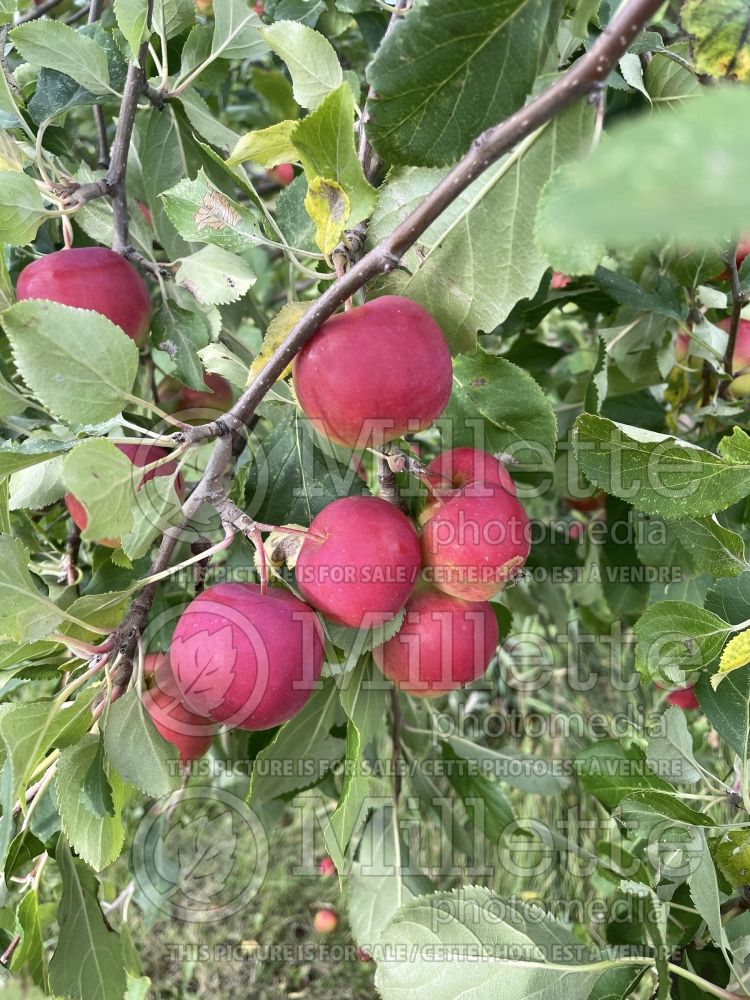 Malus Fameuse (Apple tree) 4 