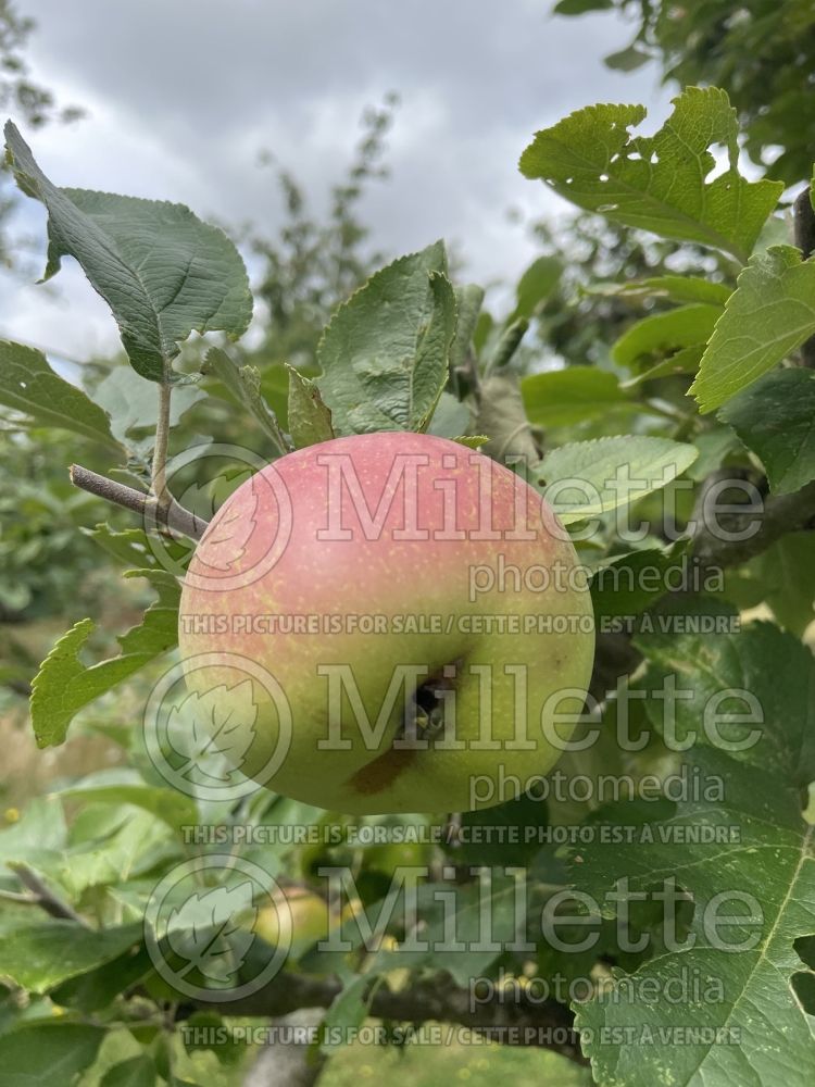 Malus Rambour d'Hiver (Apple tree) 1 