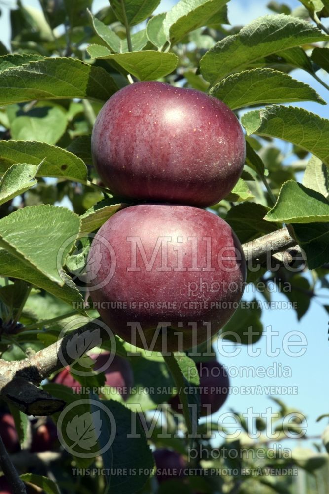 Malus Spartan (Apple tree fruit pomme) 3