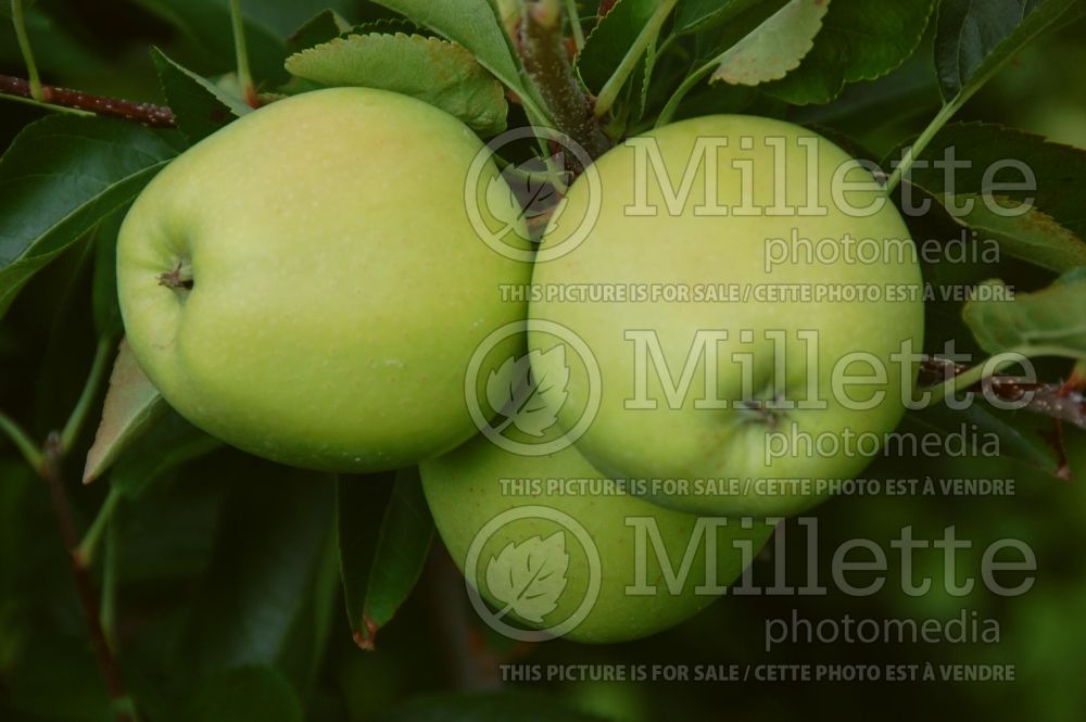 Malus Emerald Spire (Apple tree fruit pomme) 1