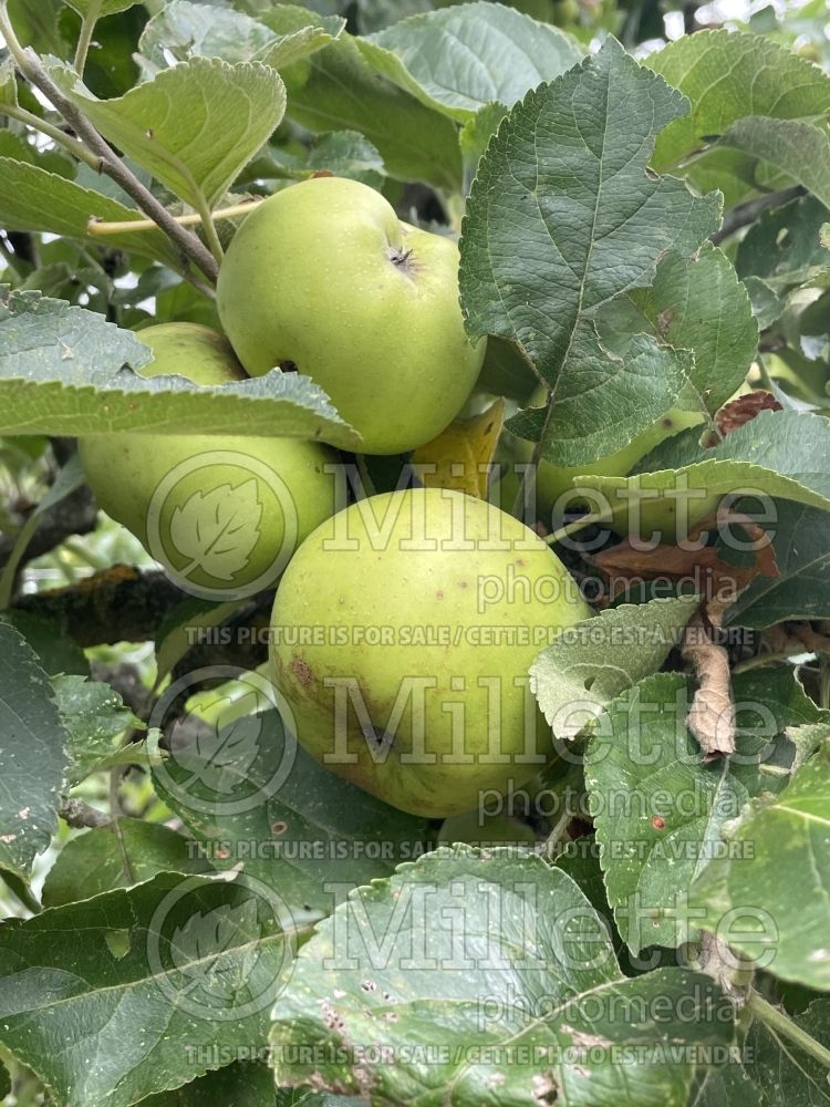 Malus Golden Delicious (Apple tree) 5