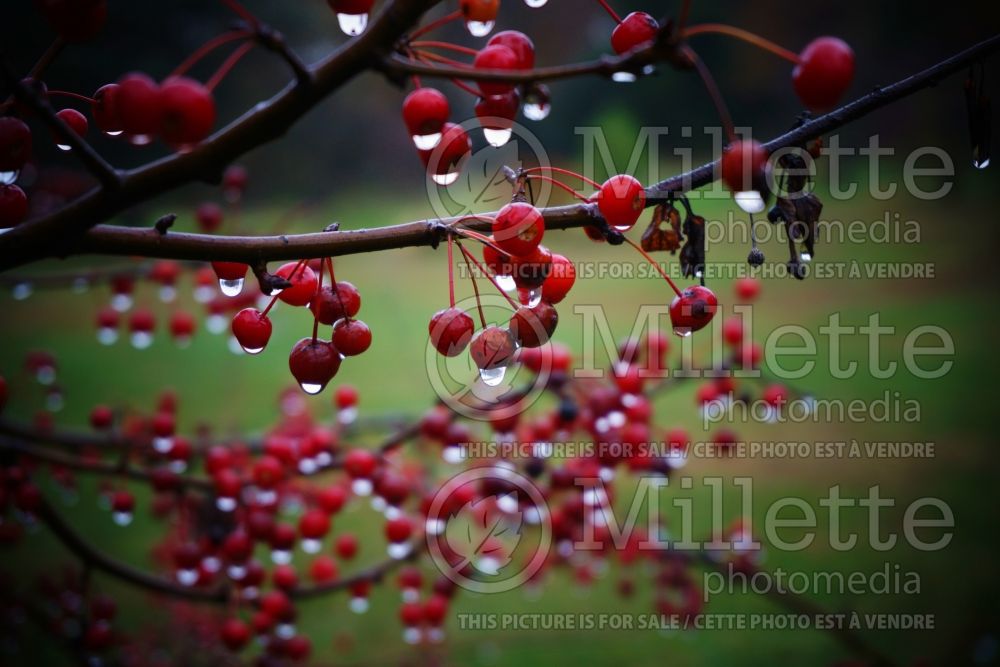 Malus Mary Potter (Crabapple) 2 