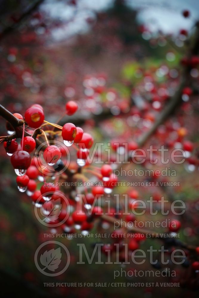 Malus Mary Potter (Crabapple) 3 