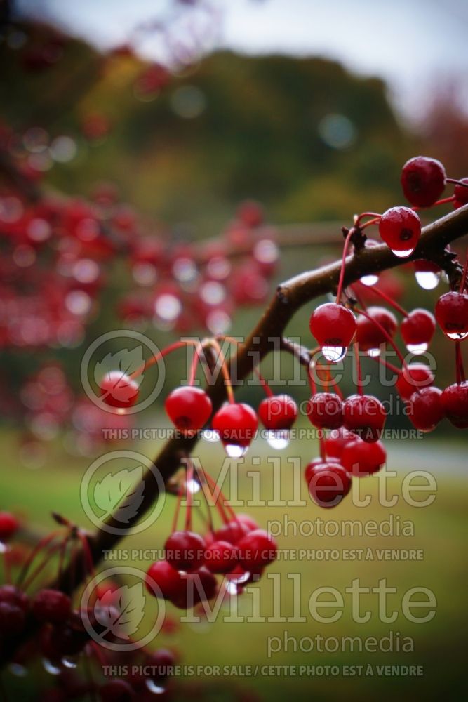 Malus Mary Potter (Crabapple) 1 