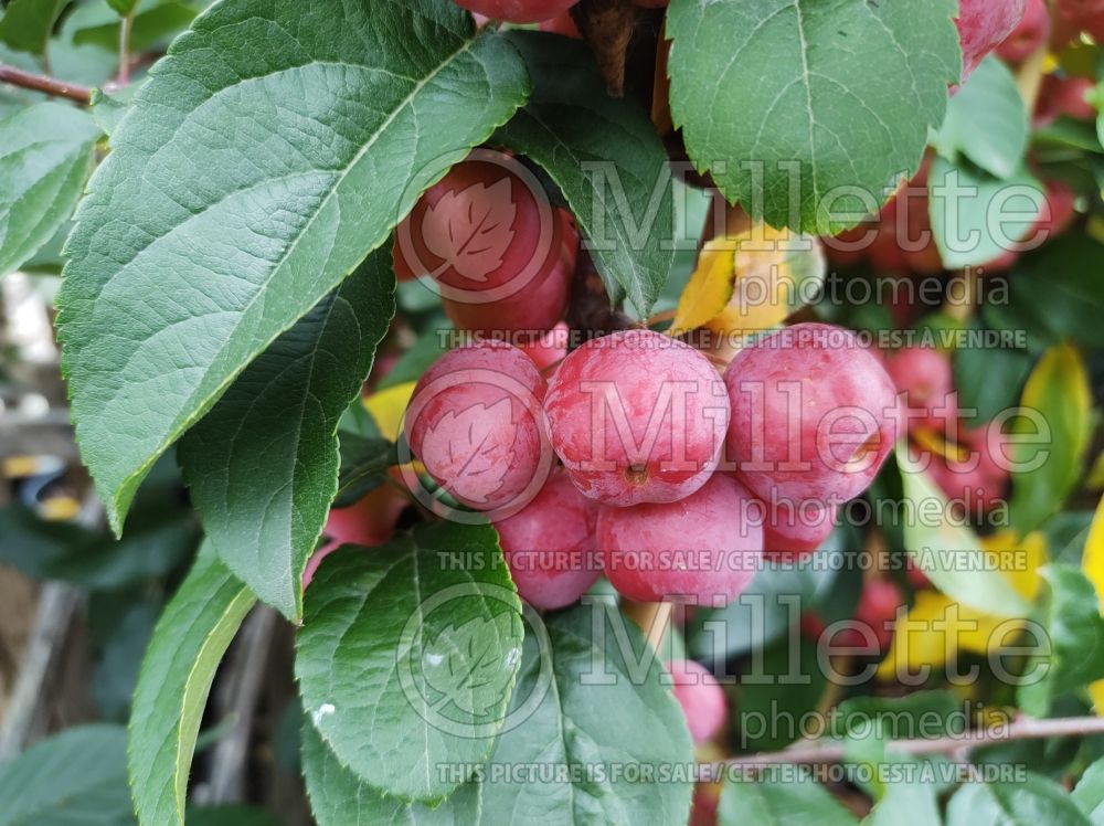 Malus Red Sentinel (Crabapple) 1 