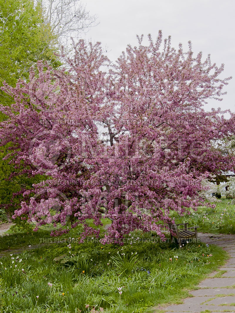 Malus Adams (Crabapple) 7 