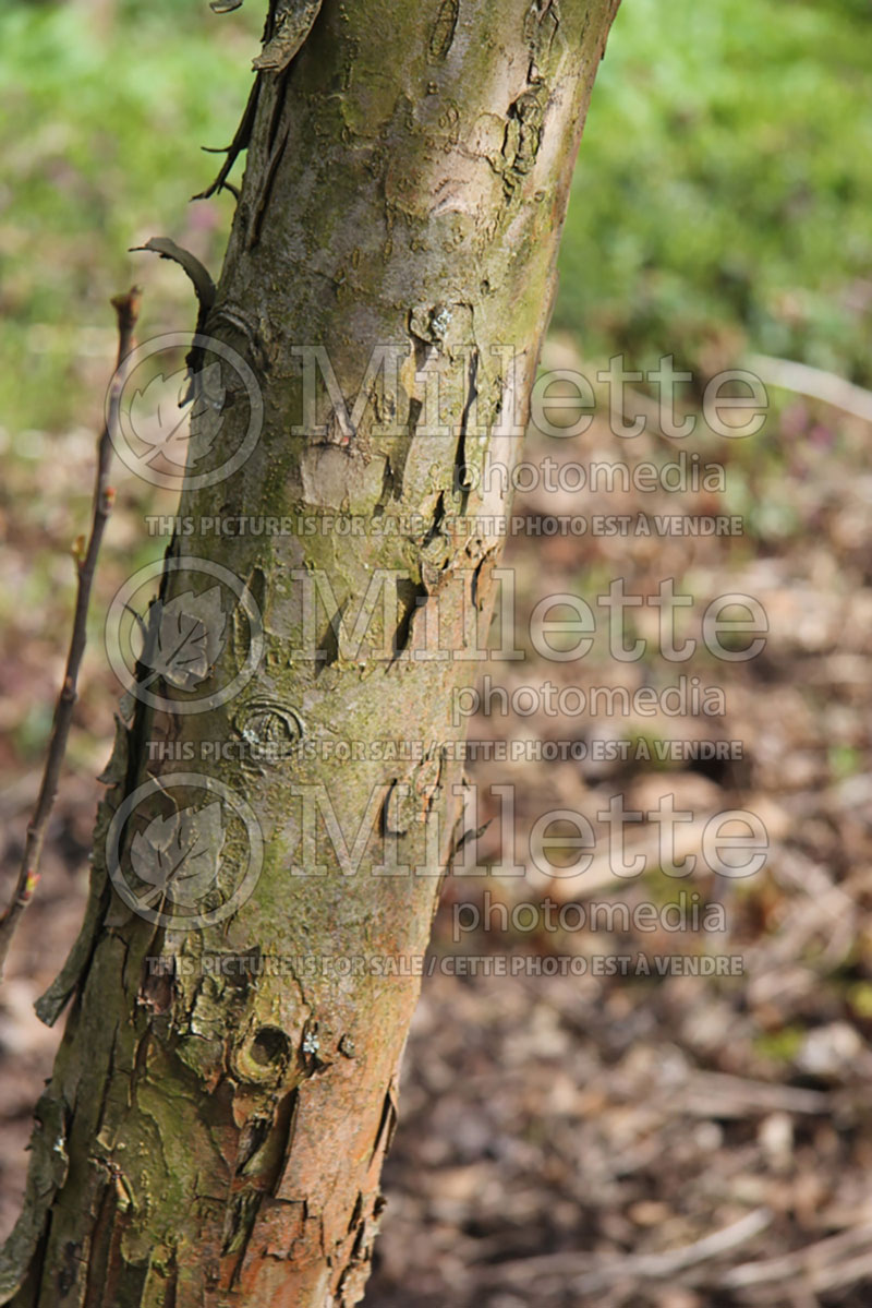 Malus Adams - bark (Crabapple) 5 