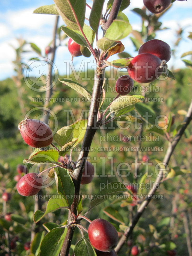 Malus Adams (Crabapple) 6 