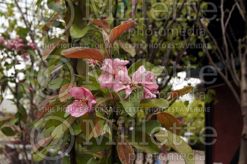 Malus Adams (Crabapple) 4 