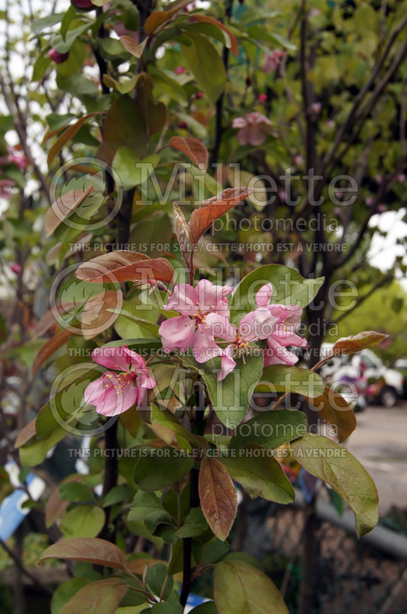 Malus Adams (Crabapple) 3 