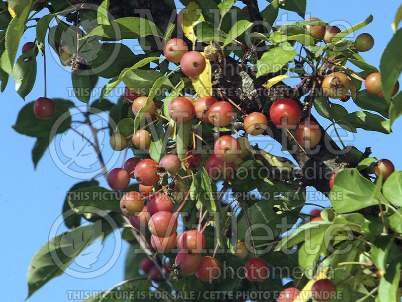 Malus Adirondack (Crabapple) 5 