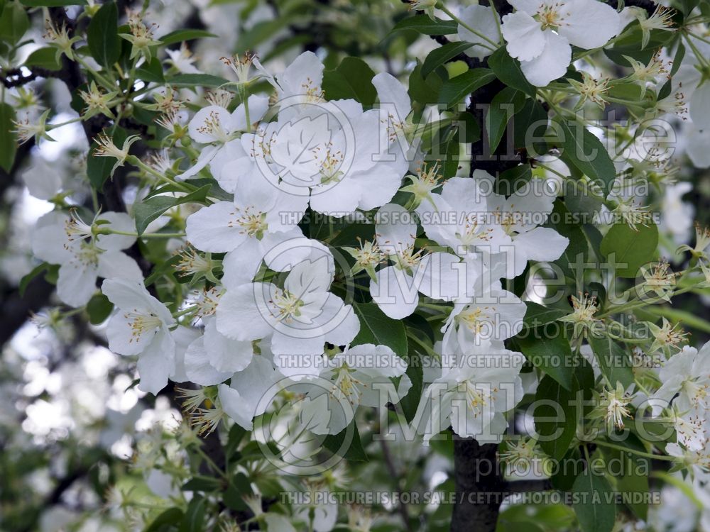 Malus Adirondack (Crabapple) 3 