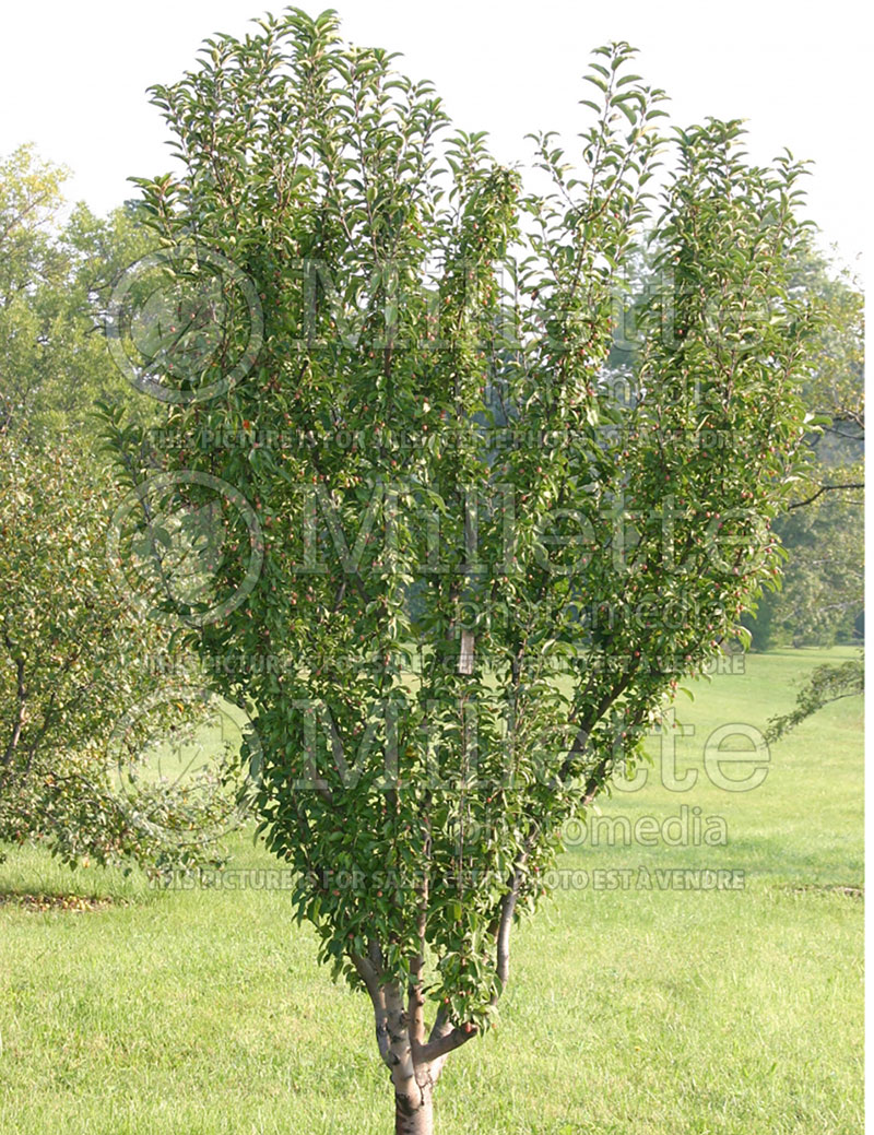 Malus Adirondack (Crabapple) 1 