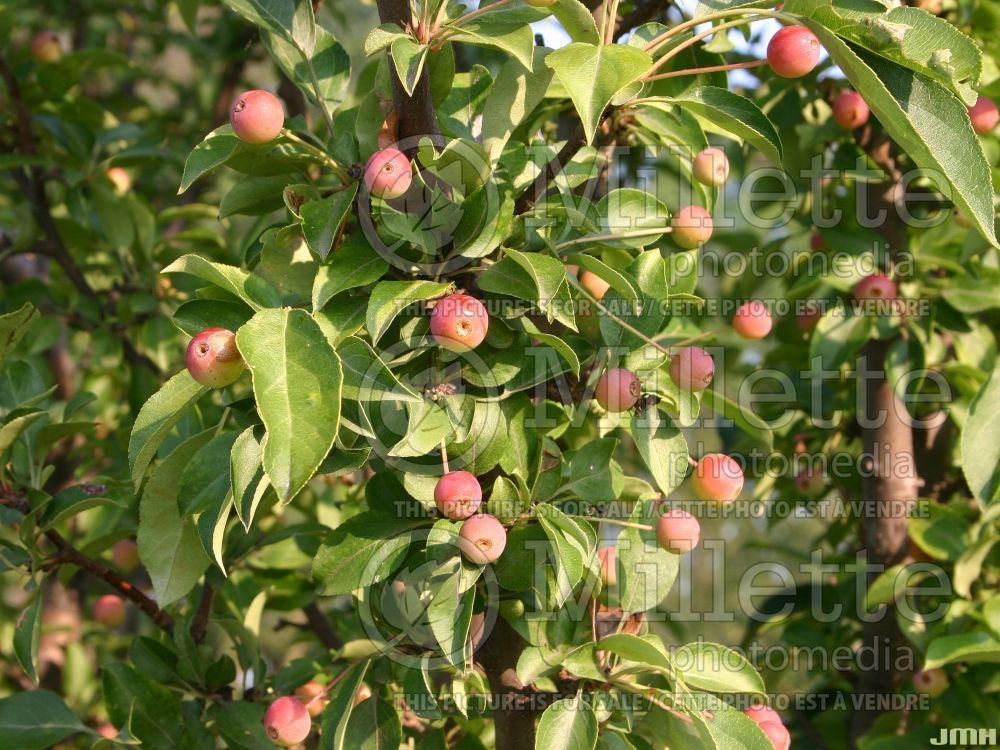 Malus Adirondack (Crabapple) 2 