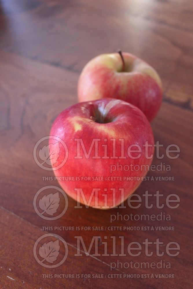 Malus Ambrosia (Apple tree) 1 