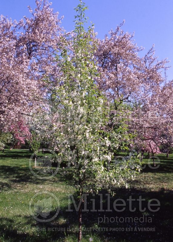 Malus Rosthern (Crabapple) 1 