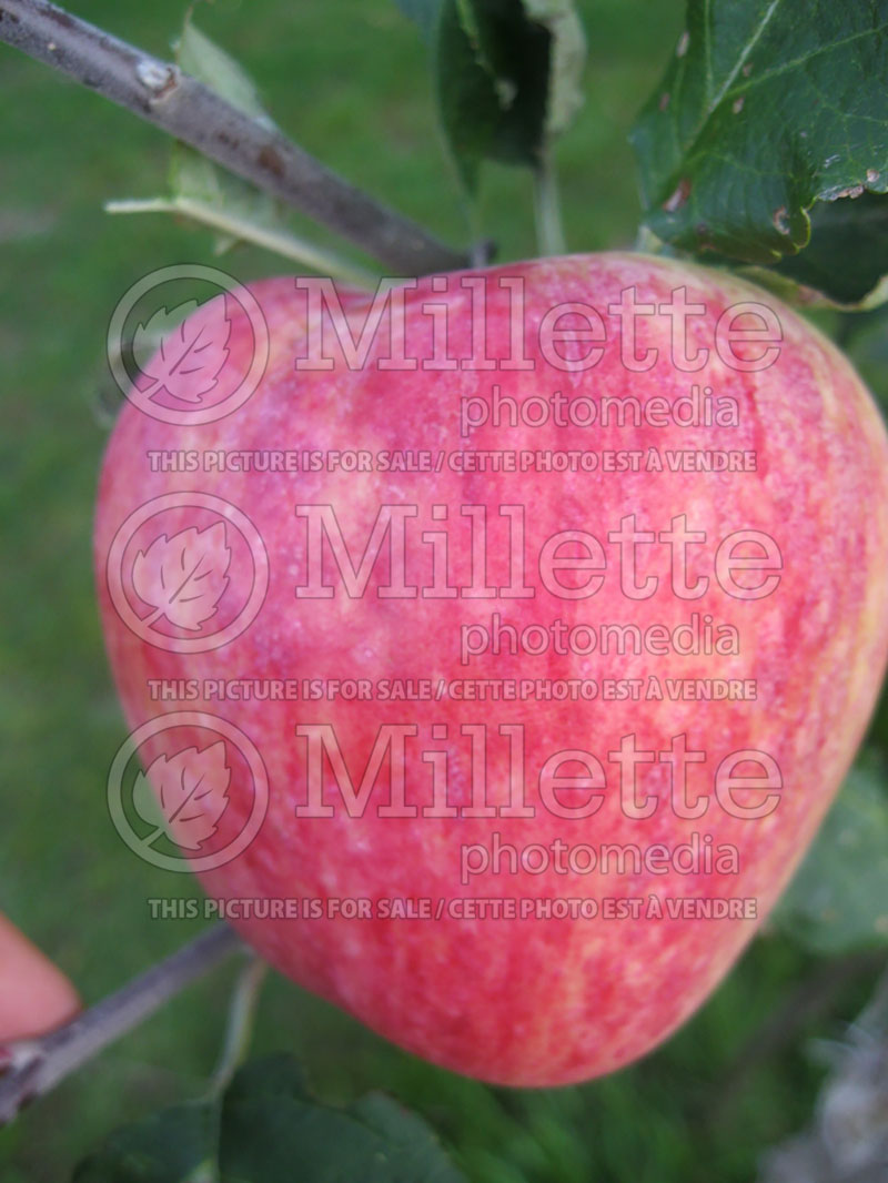 Malus Battleford (apple) 4 