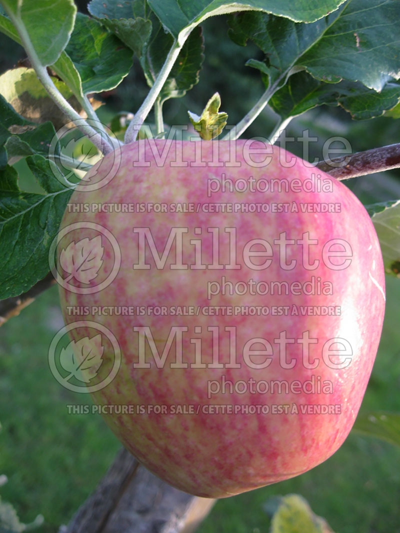 Malus Battleford (apple) 1 