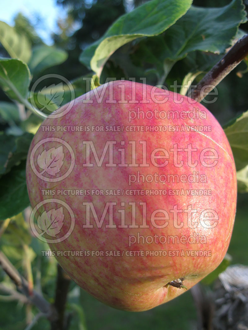 Malus Battleford (apple) 3 