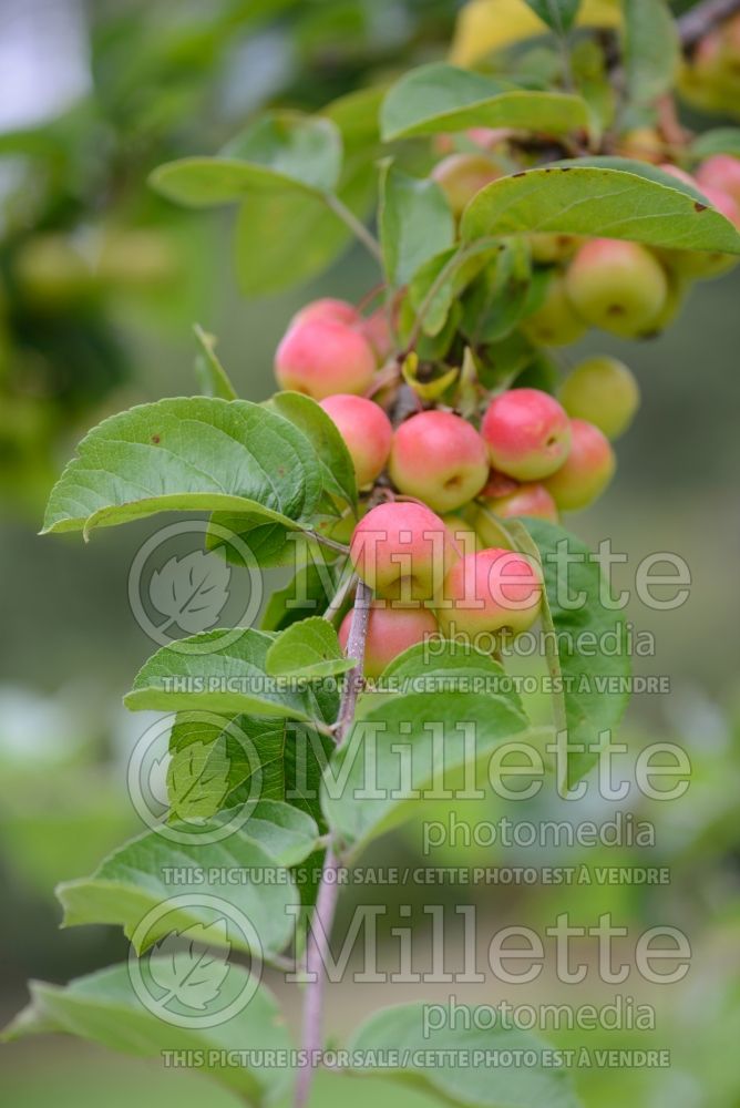 Malus Butterball (Crabapple) 2 