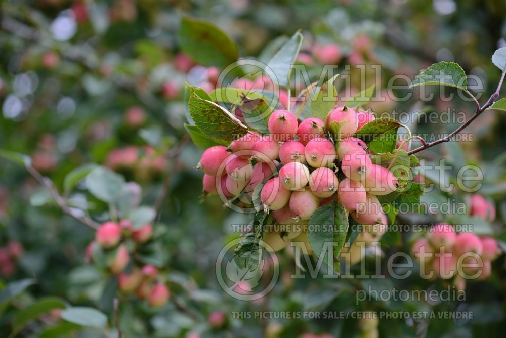 Malus Butterball (Crabapple) 3 