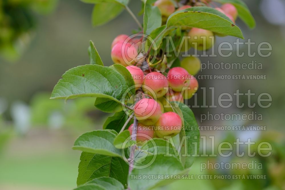 Malus Butterball (Crabapple) 1 