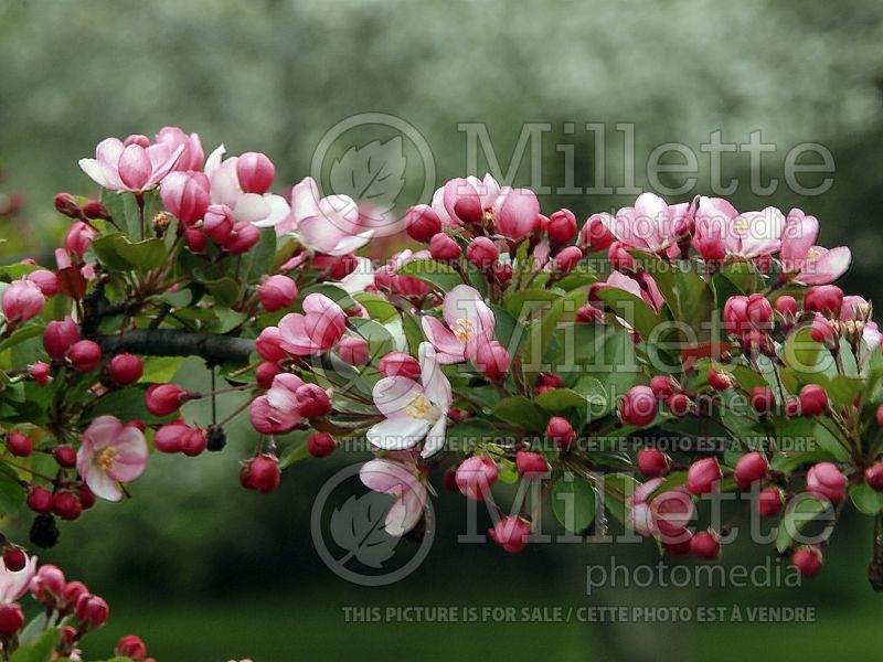 Malus Camelot or Camzam (crabapple) 3 