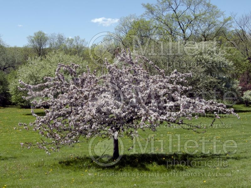 Malus Camelot or Camzam (crabapple) 2 