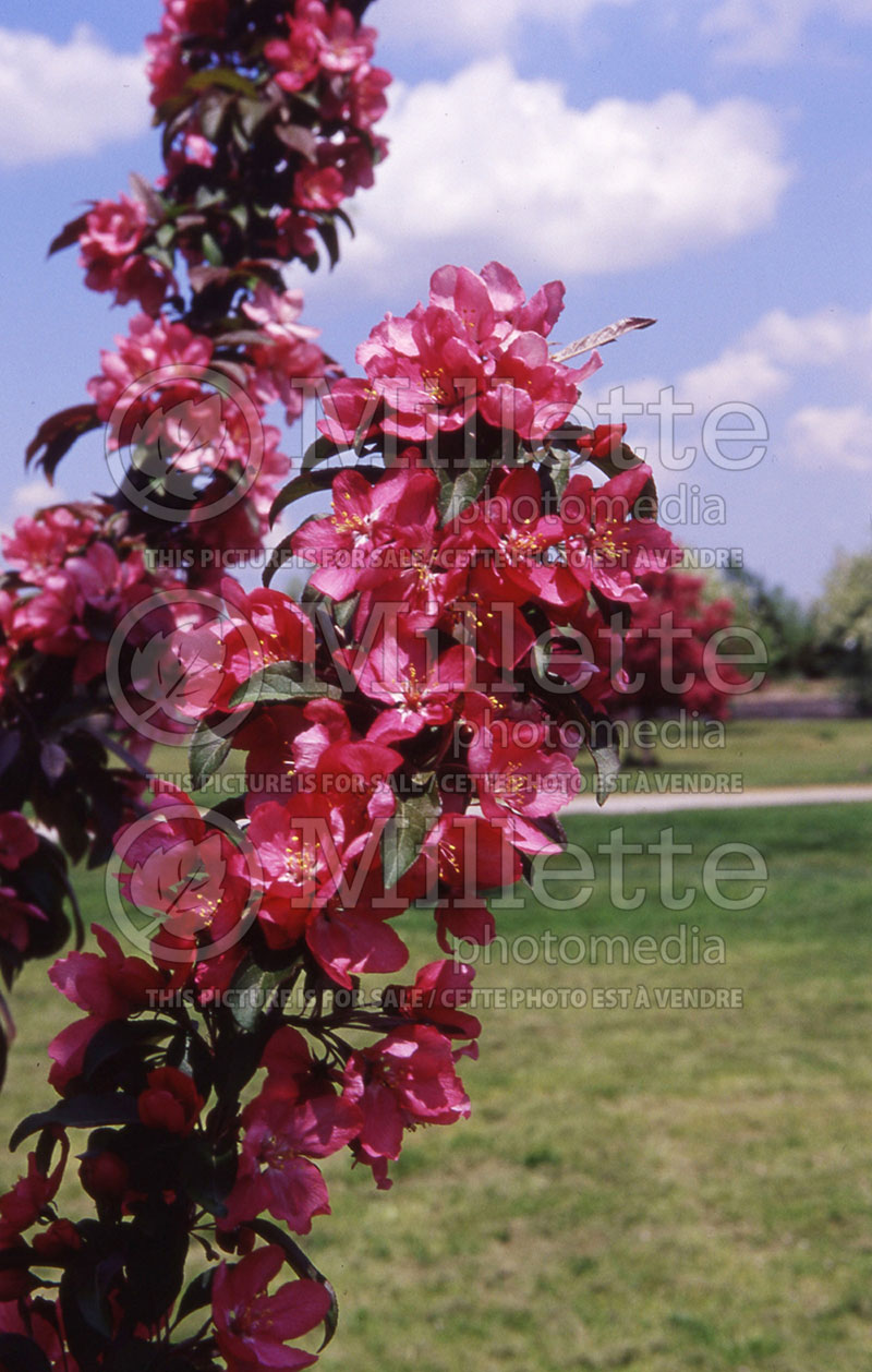 Malus Centurion (Crabapple) 2 