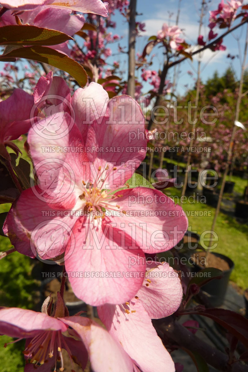 Malus Centurion (Crabapple) 3 