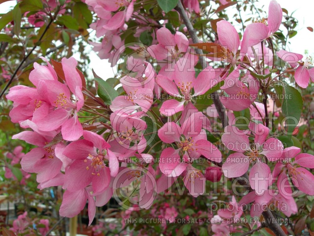 Malus Coccinella (Crabapple) 1 