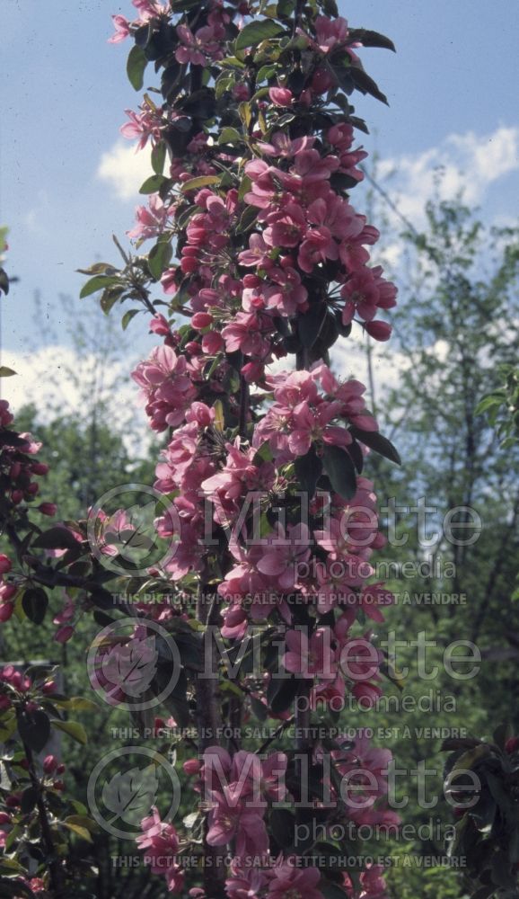 Malus Maypole (Apple)  6