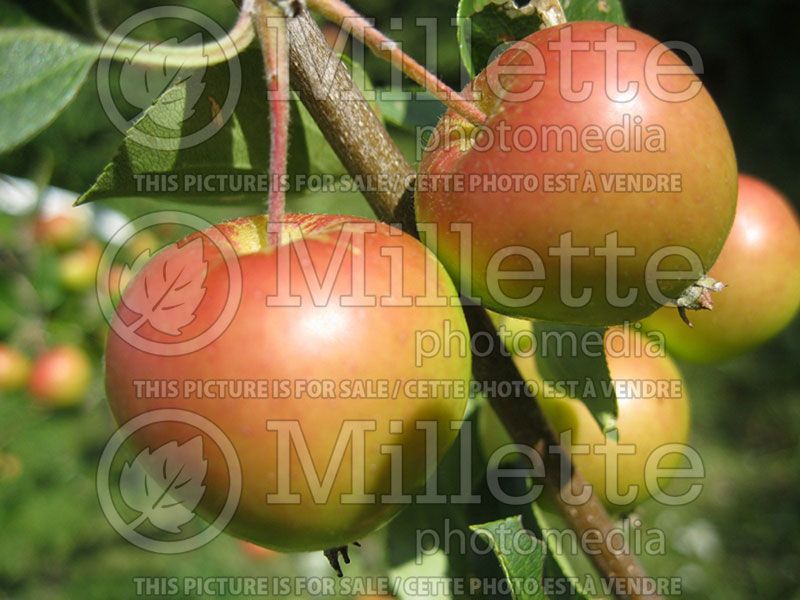 Malus Columbia (Apple)  1