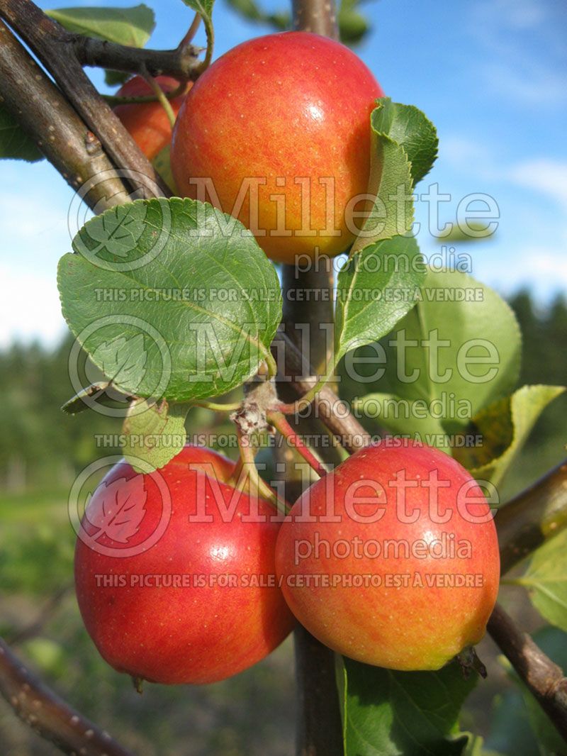 Malus Columbia (Apple)  2