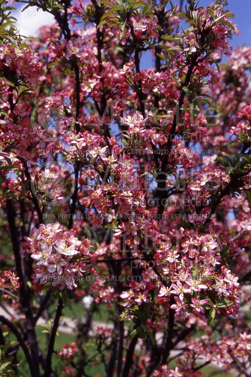 Malus Coralburst or Coralcole (Flowering Crabapple) 1 