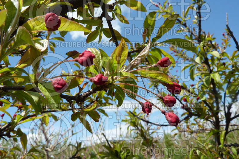 Malus Coralburst or Coralcole (Flowering Crabapple) 2 