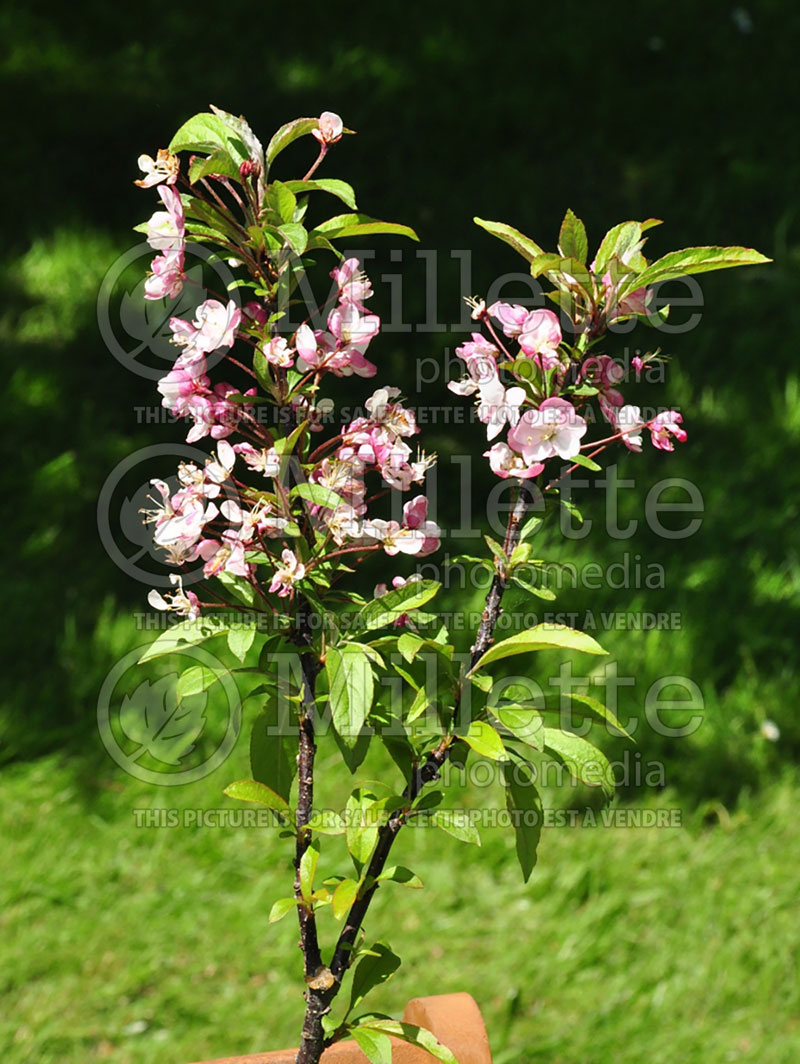 Malus Coralburst or Coralcole (Flowering Crabapple) 3 