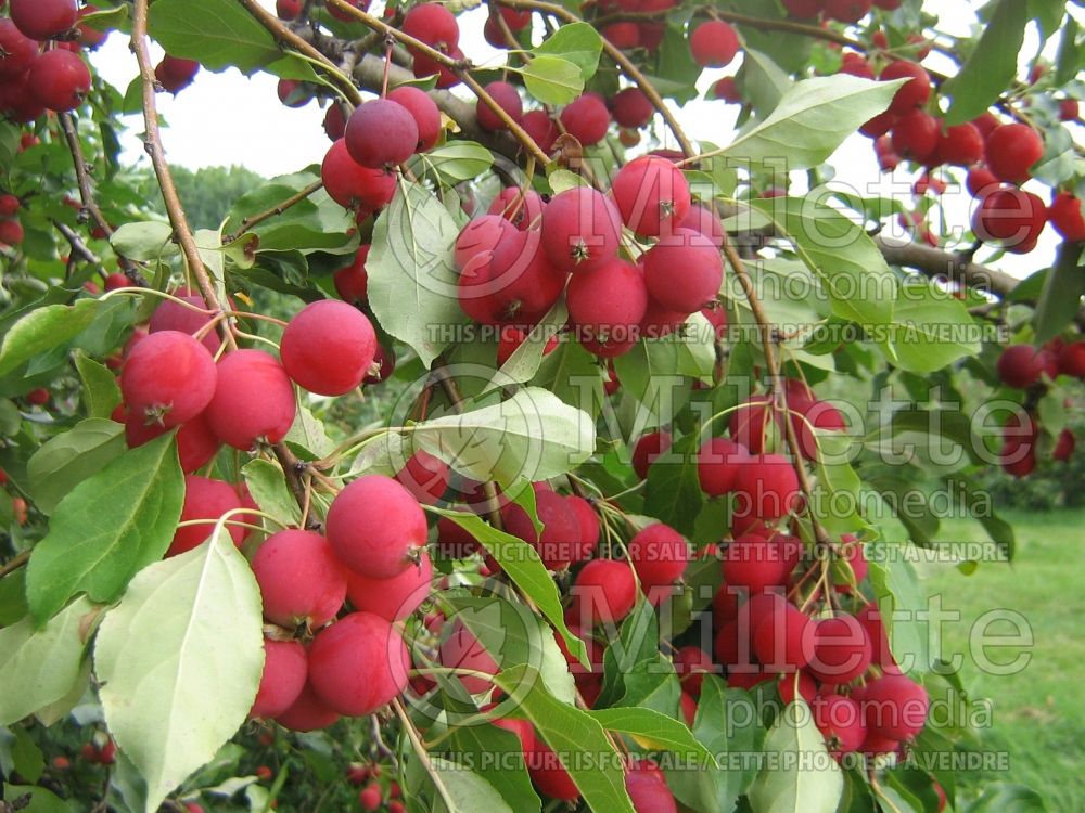 Malus Dolgo or Pink Glow (Crabapple) 5 