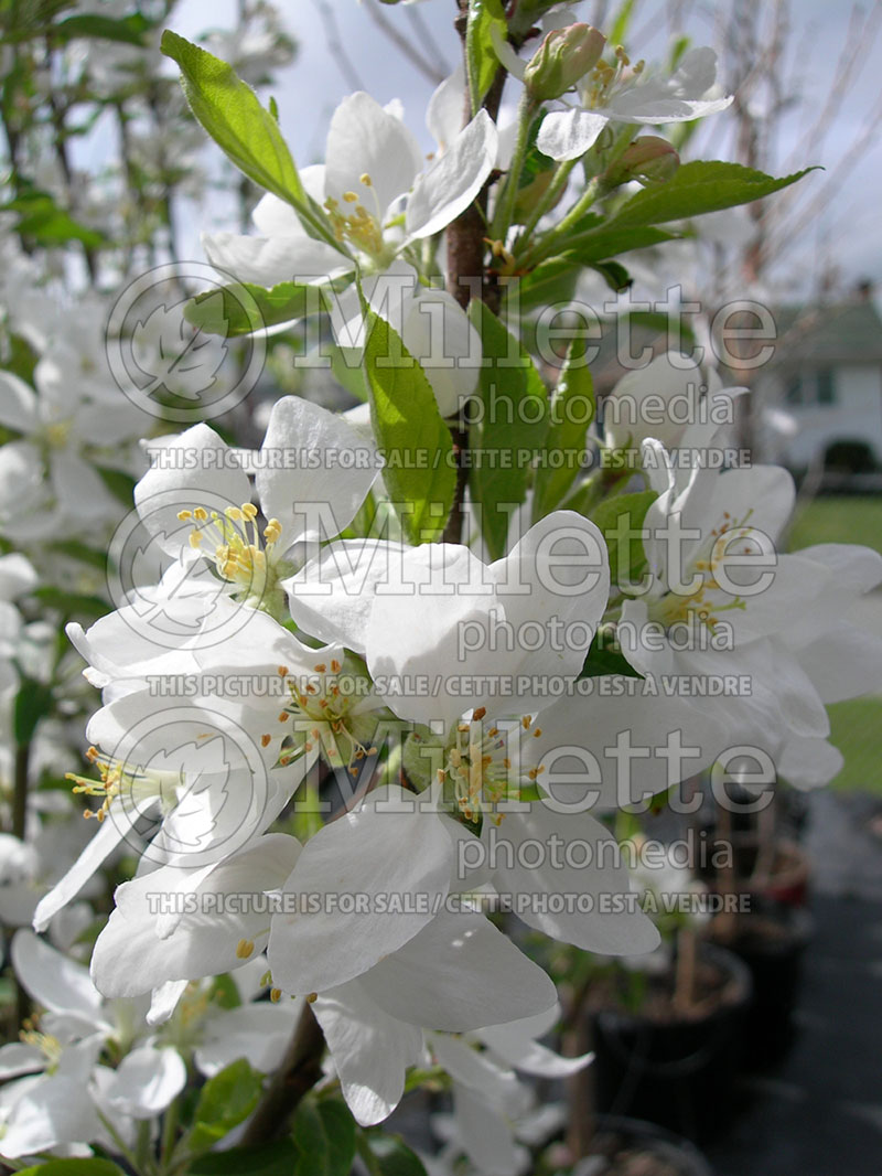 Malus Dolgo or Pink Glow (Crabapple) 4 