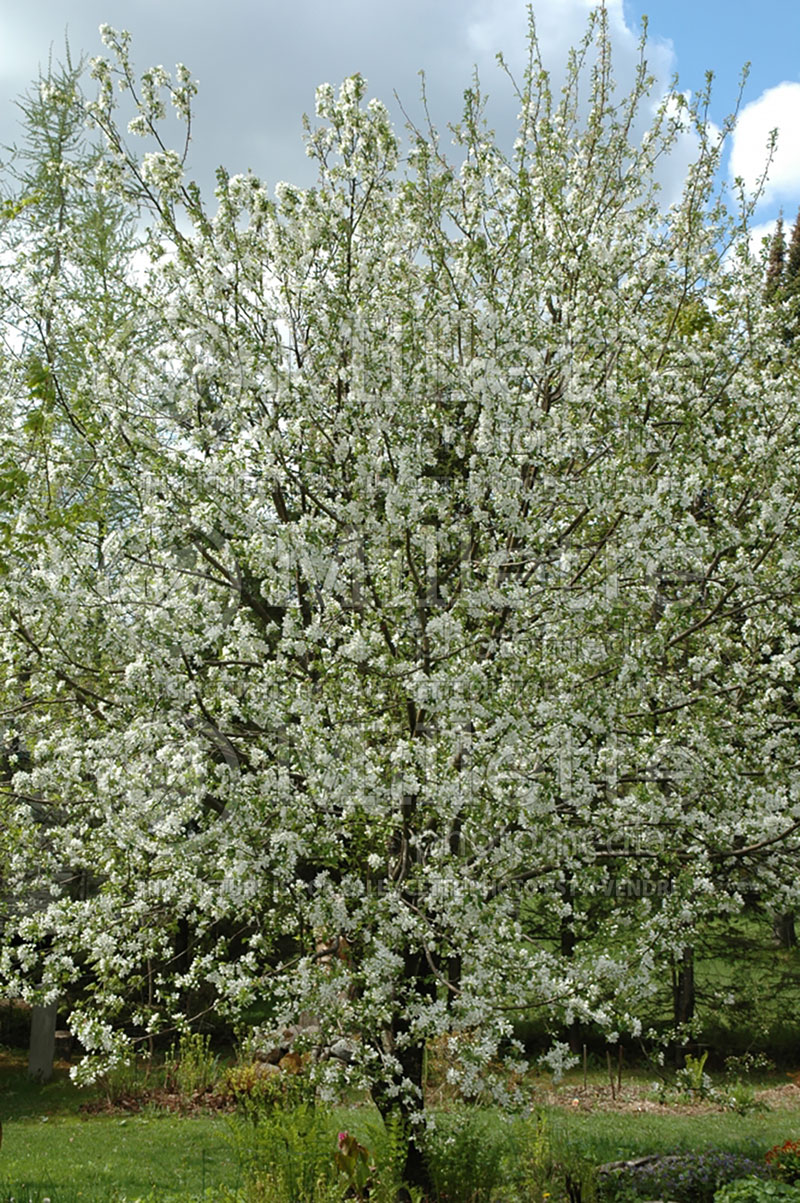 Malus Dolgo or Pink Glow (Crabapple) 6 