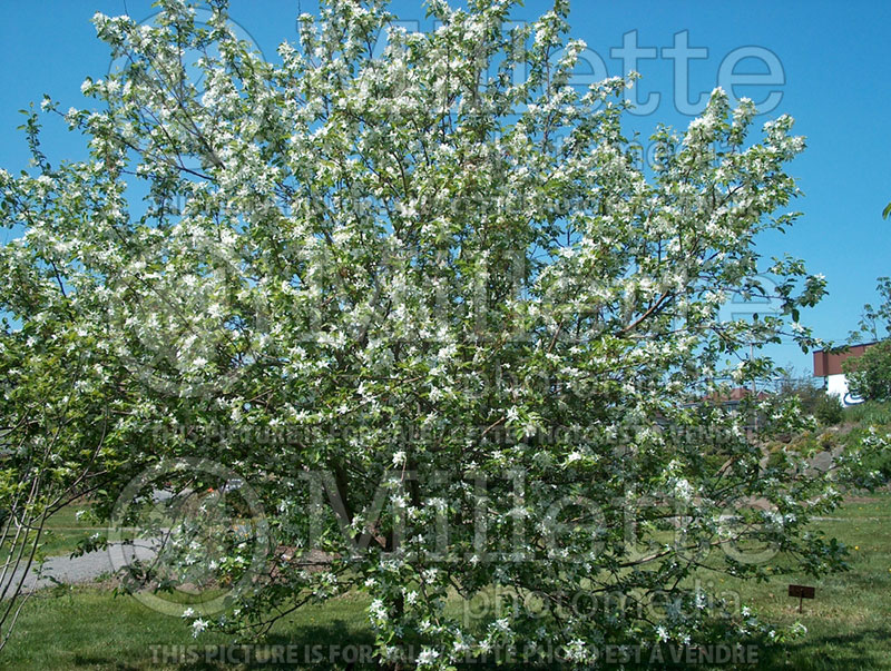 Malus Dolgo or Pink Glow (Crabapple) 7 