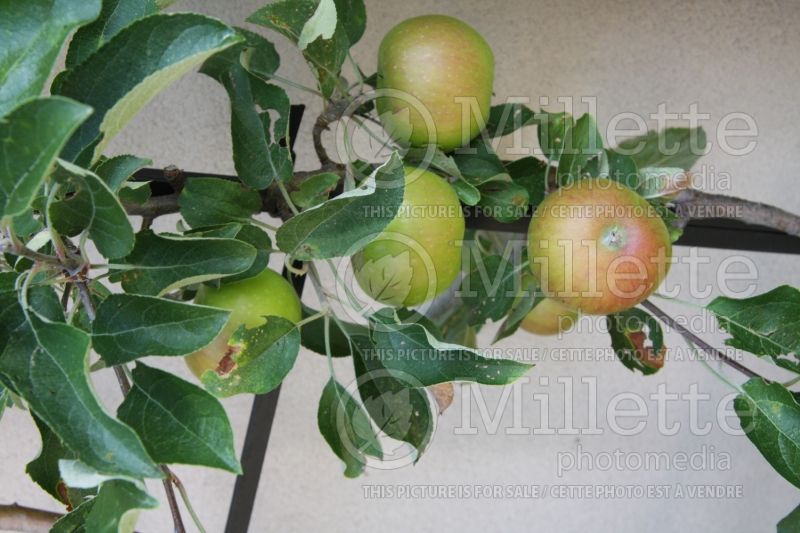 Malus Akane aka Tokyo Rose (Apple tree fruit) 2 