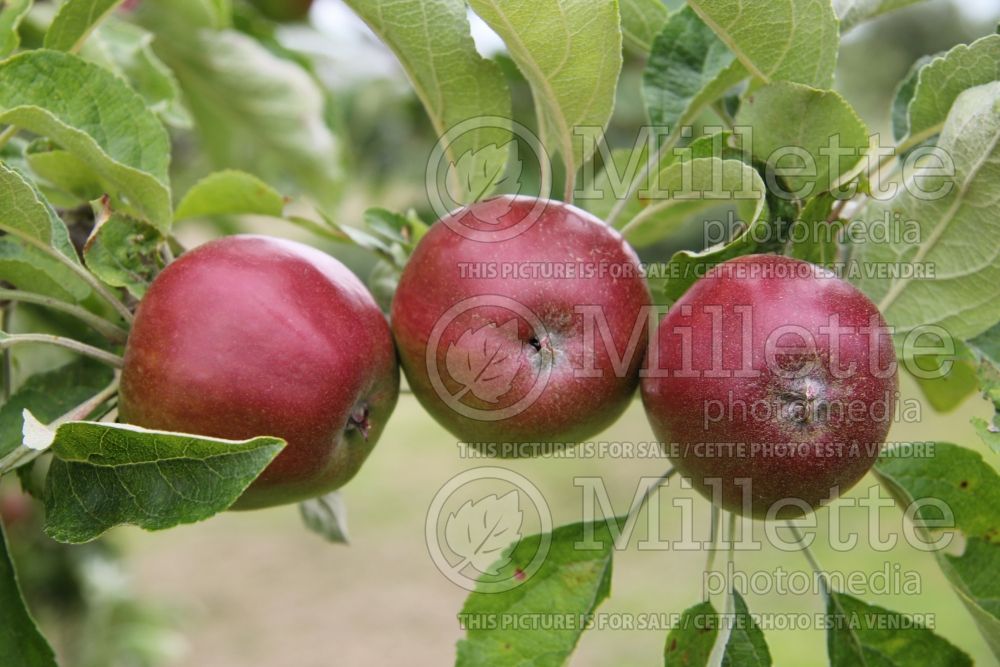 Malus Akane aka Tokyo Rose (Apple tree fruit) 4 