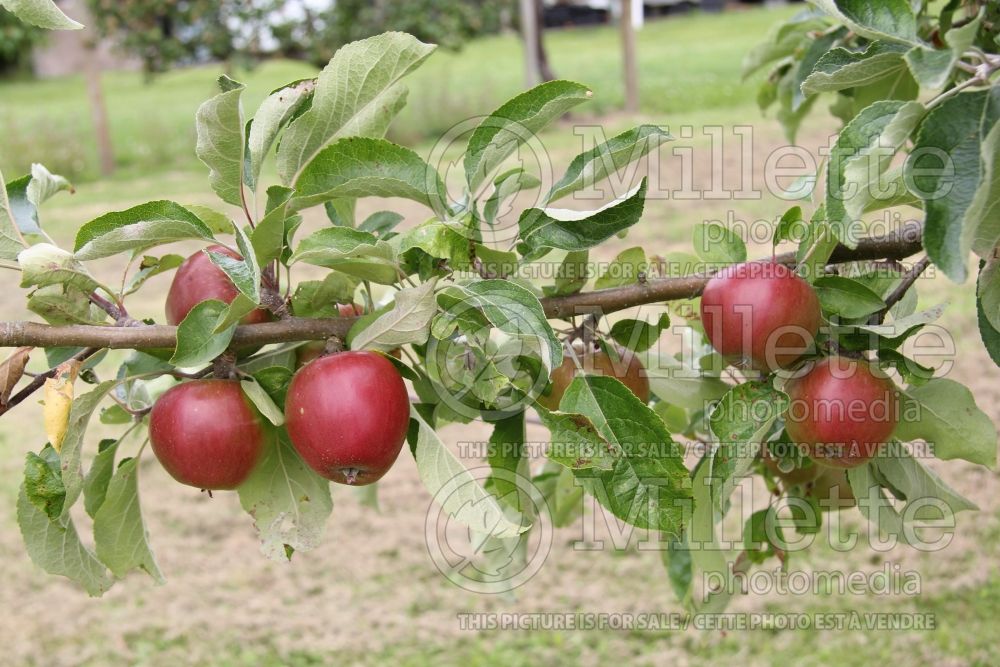 Malus Akane aka Tokyo Rose (Apple tree fruit) 5 
