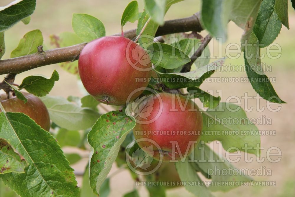 Malus Akane aka Tokyo Rose (Apple tree fruit) 6 