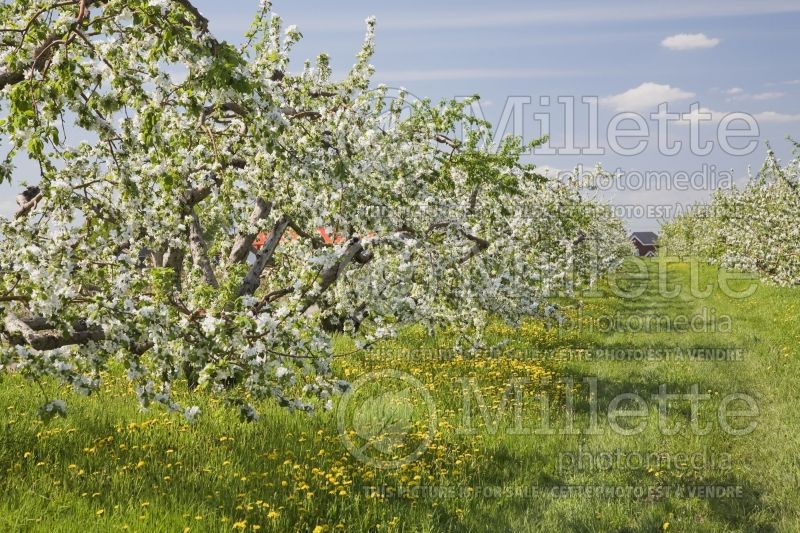 Malus domestica - Apple trees in orchard at springtime 1 