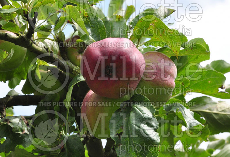 Malus Bloody Phlougman (Apple tree) 2 