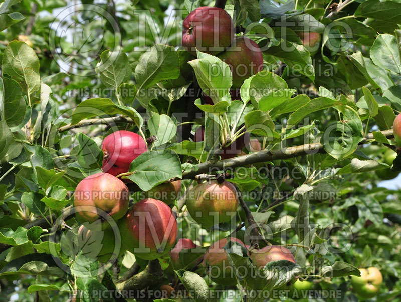 Malus Bloody Phlougman (Apple tree) 1 