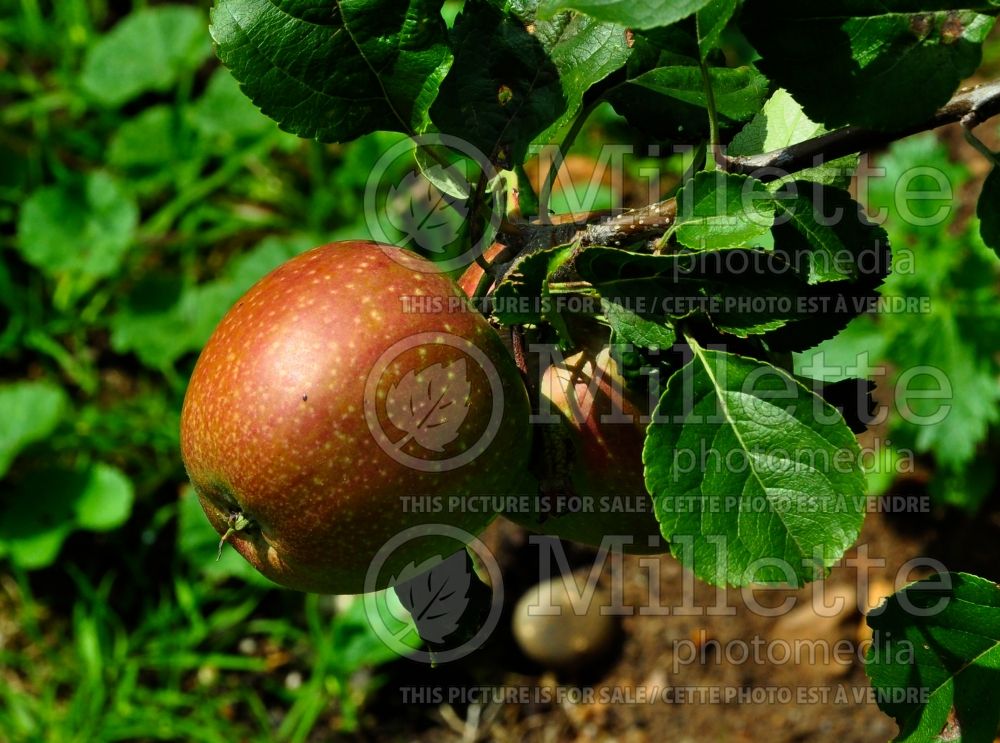 Malus Bosbury Pippin (Apple tree) 1 