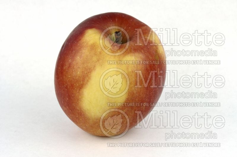 Malus Braeburn (Apple tree) 1 